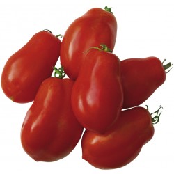 Tomate ROMA à sauce