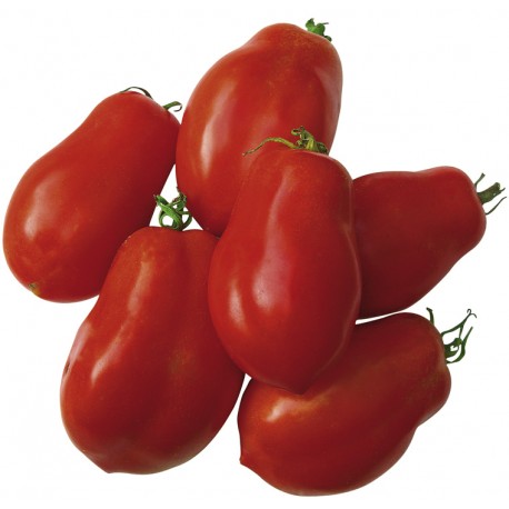 Tomate ROMA à sauce