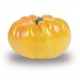 tomate jaune ananas (France)