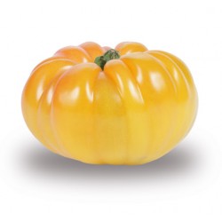 tomate jaune ananas (France)