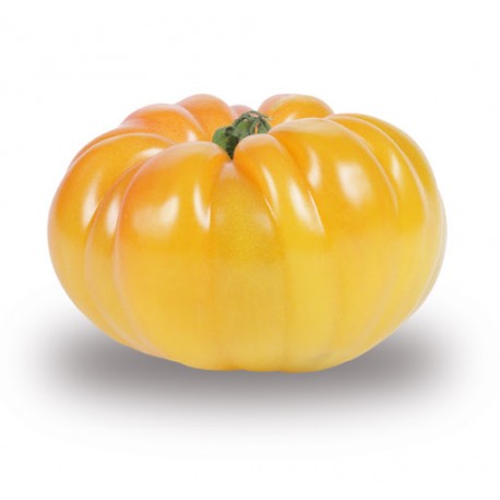 tomate jaune ananas (France)