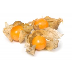 Physalis (Colombie)