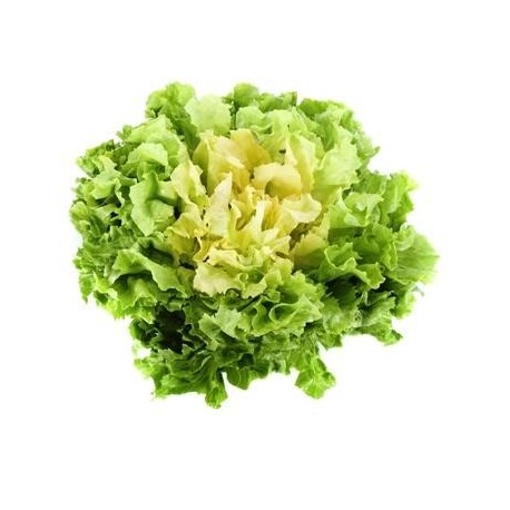Salade Scarole (France)