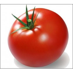 Tomate (Belgique)