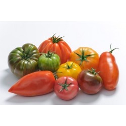 Tomate saveur d'antan (France)